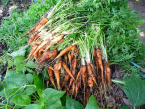 Gardening Cozumel