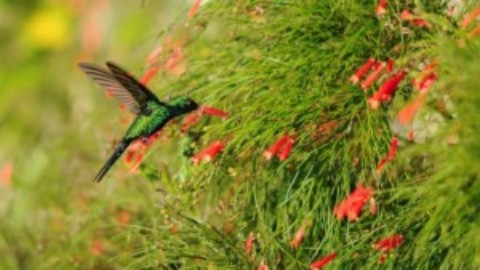 Cozumel Hummingbird Migration