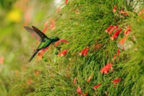 Cozumel Hummingbird Migration