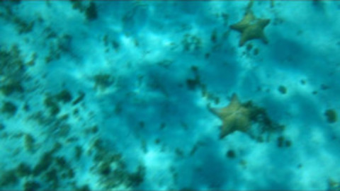 Cozumel Sea Stars