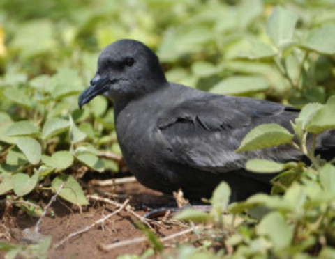 Cozumel Birds