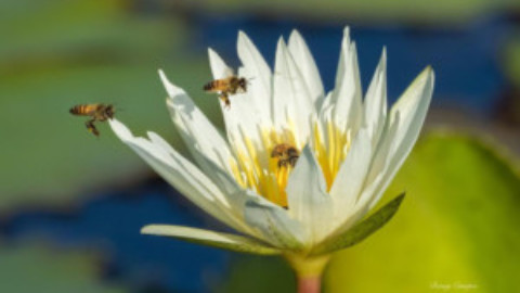 Yucatan Bees