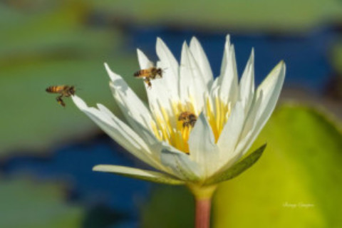 Yucatan Bees