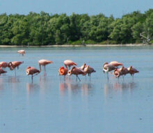 Pink Flamingos Punta Sur Cozumel