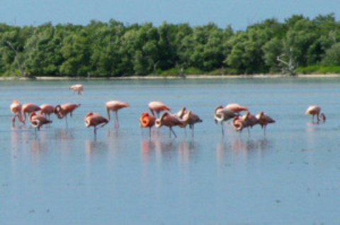 Cozumel Flamingos