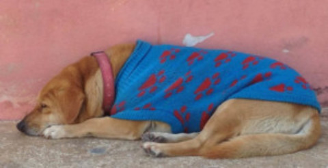 Cozumel Town Dog Lola