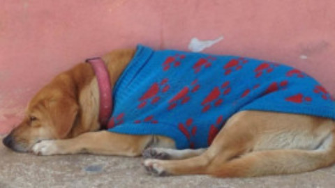 Cozumel Town Dog Lola