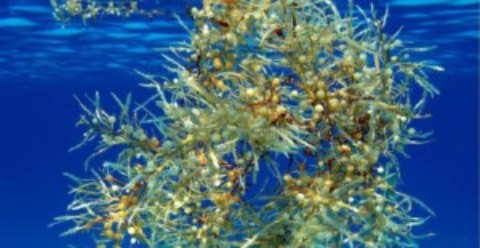seaweed Cozumel