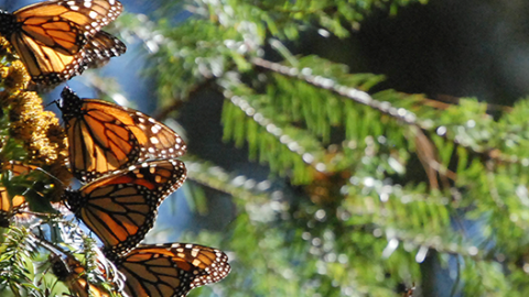 Monarch Butterflies Mexico