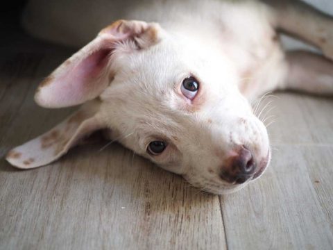 Humane Society Cozumel Pet Foster