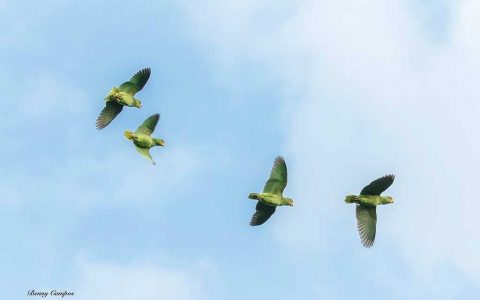 Cozumel Parrots