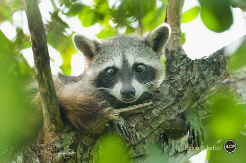 Cozumel Raccoons