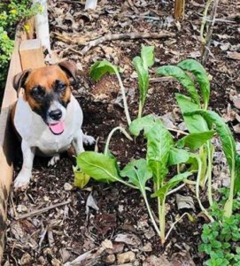 Cozumel Gardener