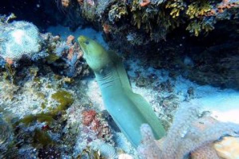 Cozumel Coral Reef Awareness Conservation