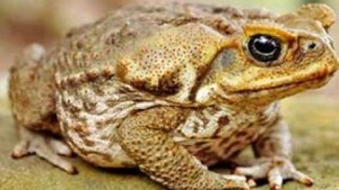 Cozumel Toad
