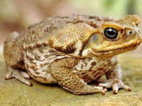 Cozumel Toad