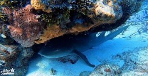 Sharks Yucatan
