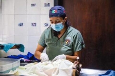 Humane Society Cozumel Island  TNR Program