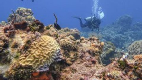 Cozumel Coral Reefs