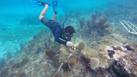 Cozumel Coral Reef Transplant Program