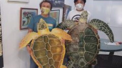 Cozumel Turtle Nesting Season 2022
