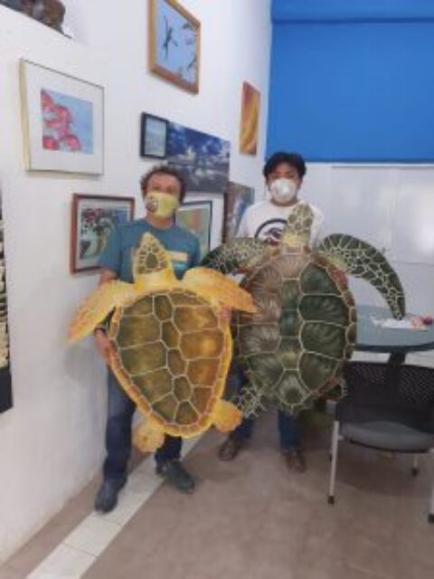 Cozumel Turtle Breeding Season 2020