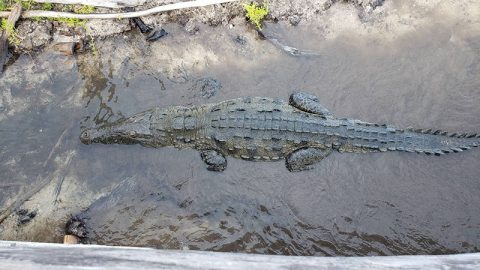 Cozumel Crocodiles