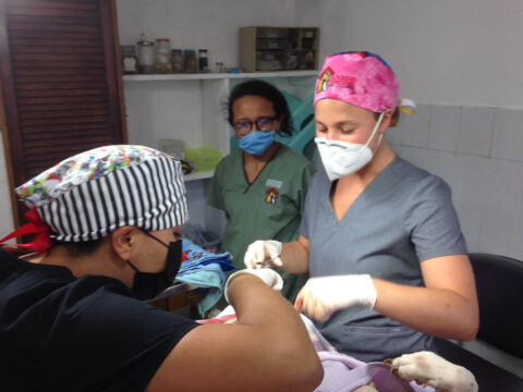 Humane Society Cozumel Sterilization Campaign 2022