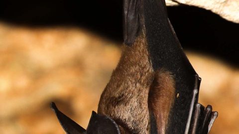 Bats Cozumel
