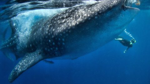 Whale Shark Season 2022 Cozumel Tips