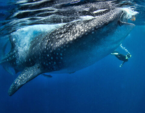 Whale Shark Season 2022