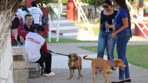 Cozumel News Karina Carrion Pets Adoption
