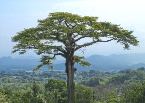 Ceiba Trees Cozumel