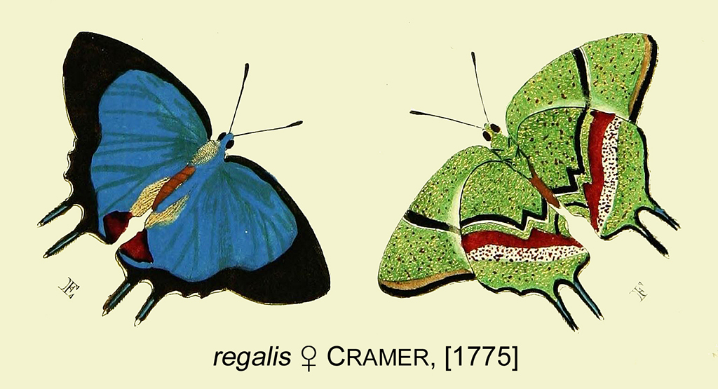 Cozumel New Butterfly