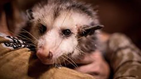 Cozumel Opossum Rescue Deb Slavent