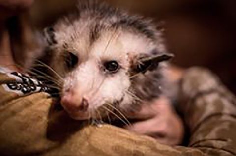 Cozumel Opossum Rescue Deb Slavent