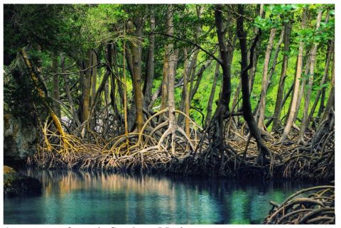 Cozumel Mangroves
