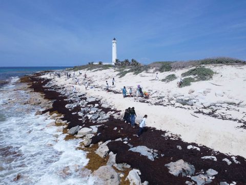 Cozumel’s 2023 Sea Turtle Nesting Season