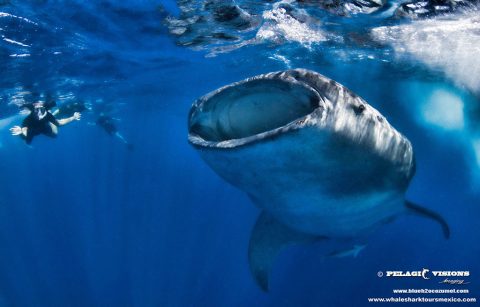 Cozumel Whaleshark Season 2023