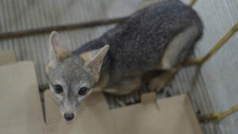 Cozumel Wildlife Grey Fox