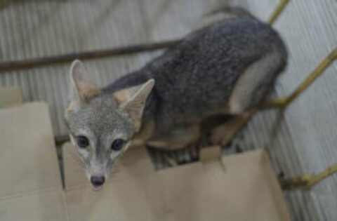 Cozumel Wildlife Grey Fox