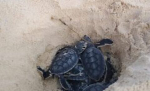 Moises JH Tono Lopez Baby Turtle Release Punta Sur Cozumel