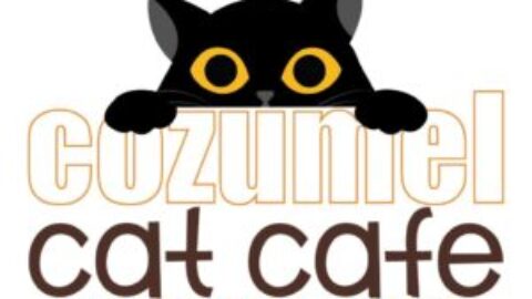 Humane Society Cozumel Cat Cafe