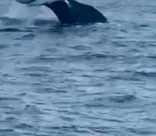 Humpback Whale Cozumel