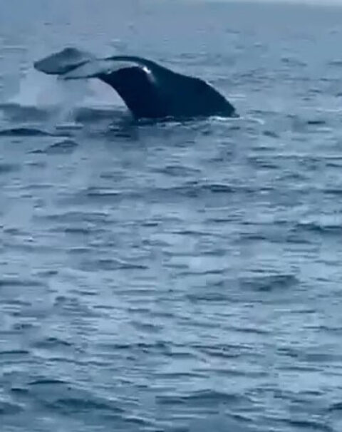 Humpback Whale Cozumel