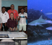 Sharks Mexican Caribbean Moises JH Tono Lopez