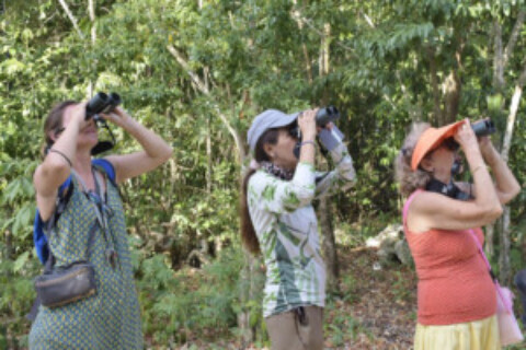 Karina Carrion 2024  Birdwatching with Amazilias group