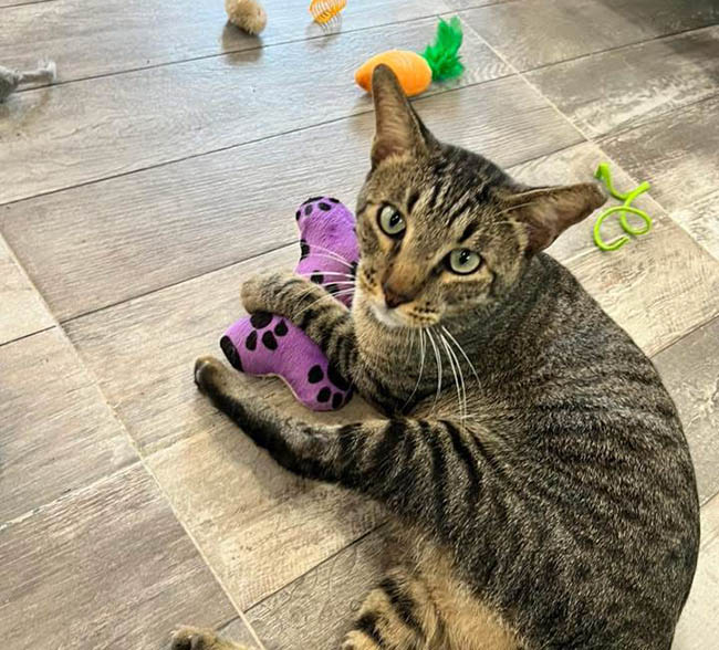 Cozumel Humane