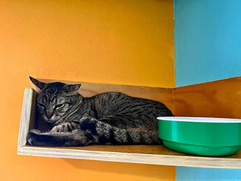 Cozumel Humane