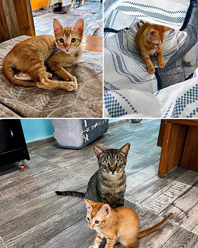 Cozumel Humane